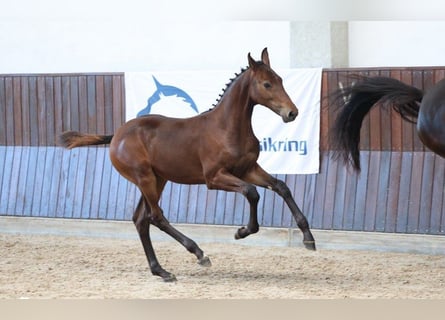 Deens warmbloed, Hengst, Veulen (04/2025)