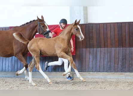 Deens warmbloed, Hengst, Veulen (05/2025)