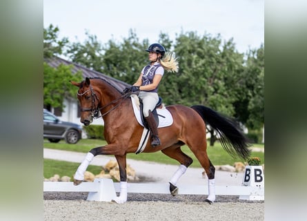 Deens warmbloed, Merrie, 10 Jaar, 163 cm, Bruin