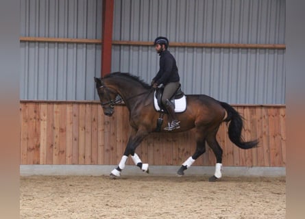 Deens warmbloed, Merrie, 10 Jaar, 172 cm, Bruin