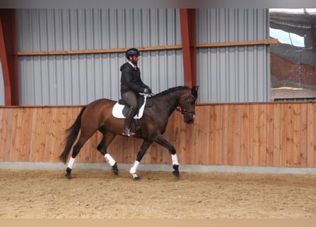 Deens warmbloed, Merrie, 12 Jaar, 168 cm, Bruin