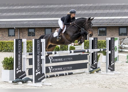 Deens warmbloed, Merrie, 12 Jaar, 172 cm, Donkerbruin