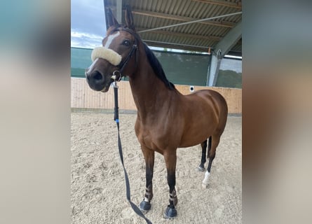 Deens warmbloed, Merrie, 15 Jaar, 168 cm, Bruin