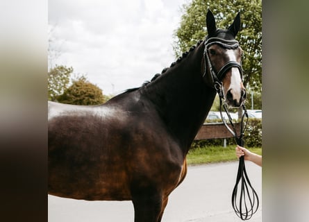 Deens warmbloed, Merrie, 16 Jaar, 174 cm, Donkerbruin