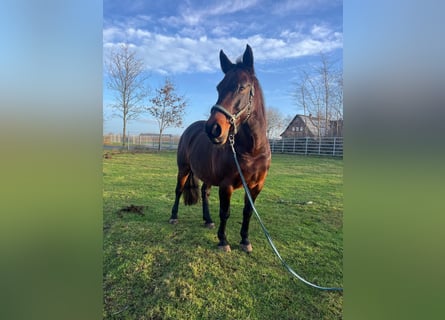 Deens warmbloed, Merrie, 17 Jaar, 153 cm, Bruin