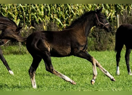 Deens warmbloed, Merrie, 1 Jaar, 170 cm, Donkerbruin