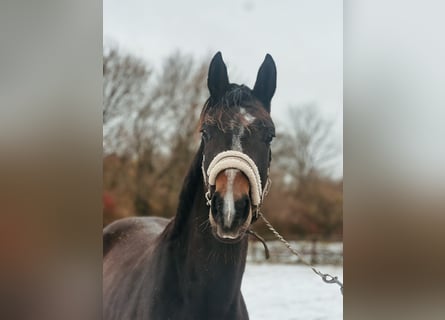 Deens warmbloed, Merrie, 2 Jaar, 170 cm