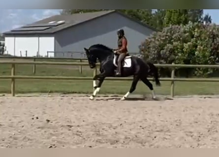 Deens warmbloed, Merrie, 4 Jaar, 168 cm, Zwart