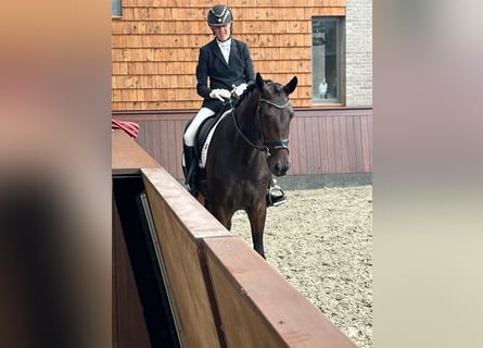 Deens warmbloed, Merrie, 4 Jaar, 171 cm, Bruin