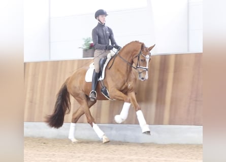 Deens warmbloed, Merrie, 4 Jaar, 173 cm, Donkere-vos