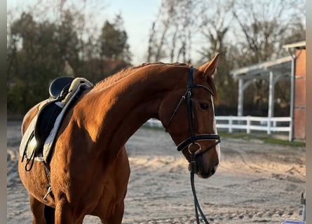 Deens warmbloed, Merrie, 4 Jaar, Donkere-vos