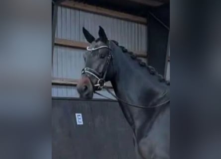 Deens warmbloed, Merrie, 5 Jaar, 174 cm, Donkerbruin