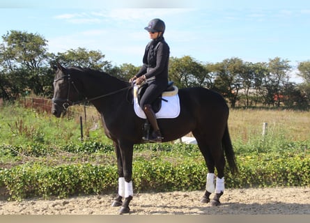 Deens warmbloed, Merrie, 9 Jaar, 168 cm, Zwart