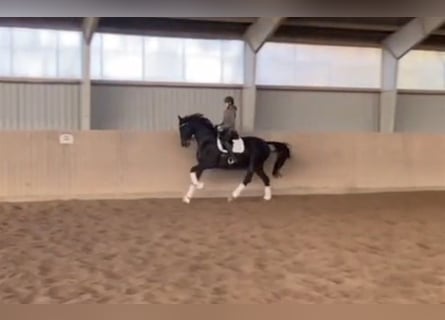 Deens warmbloed, Merrie, 9 Jaar, 174 cm, Donkerbruin