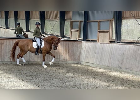 Deens warmbloed, Merrie, 9 Jaar, 175 cm, Bruin