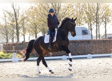 Deens warmbloed, Merrie, 9 Jaar, 175 cm, Donkerbruin