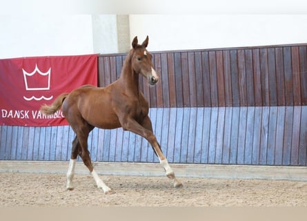 Deens warmbloed, Merrie, Veulen (05/2025)