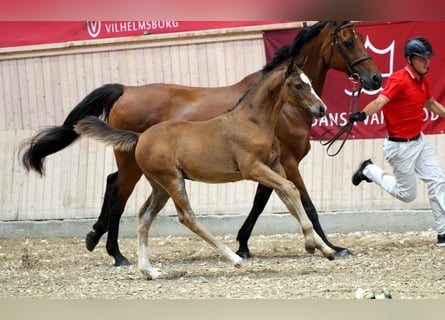 Deens warmbloed, Merrie, Veulen (06/2025)