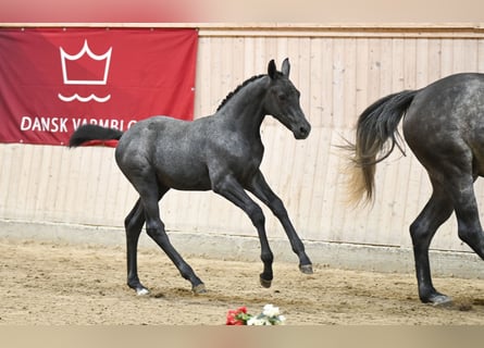 Deens warmbloed, Merrie, Veulen (05/2025)