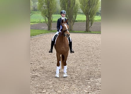 Deens warmbloed, Ruin, 10 Jaar, 179 cm, Vos