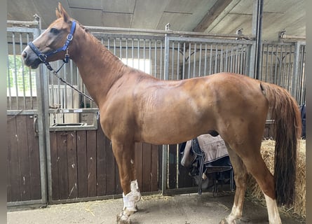 Deens warmbloed, Ruin, 11 Jaar, 173 cm, Vos