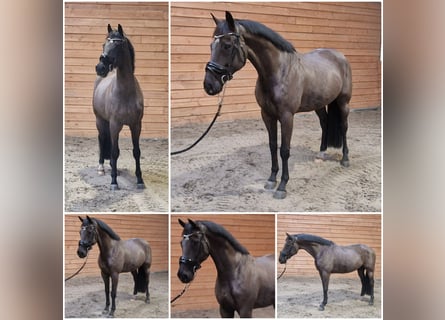 Deens warmbloed, Ruin, 11 Jaar