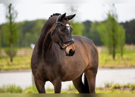 Deens warmbloed, Ruin, 15 Jaar, 168 cm, Roodbruin