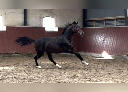 Deens warmbloed, Ruin, 3 Jaar, 172 cm, Donkerbruin