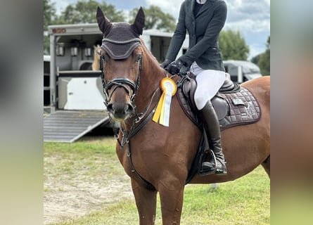 Deens warmbloed, Ruin, 4 Jaar, Donkere-vos