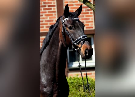 Deens warmbloed, Ruin, 6 Jaar, 166 cm, Donkerbruin