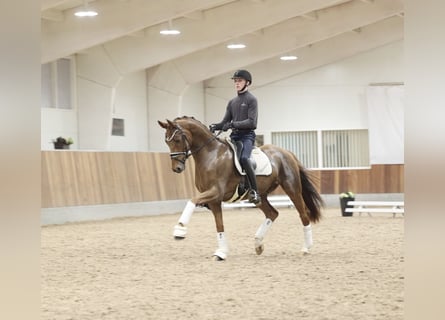Deens warmbloed, Ruin, 6 Jaar, 170 cm, Vos