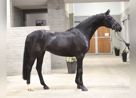 Deens warmbloed, Ruin, 6 Jaar, Zwart