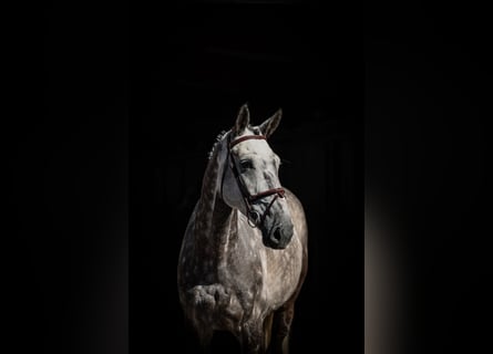 Deens warmbloed, Ruin, 7 Jaar, Schimmel