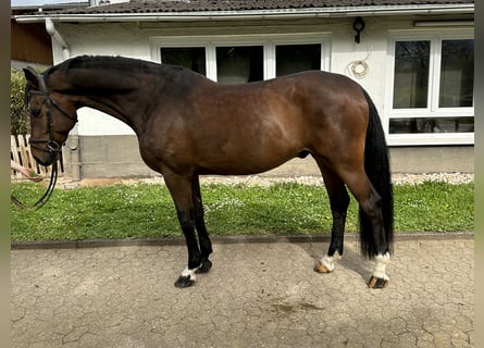 Deens warmbloed, Ruin, 8 Jaar, 170 cm, Bruin