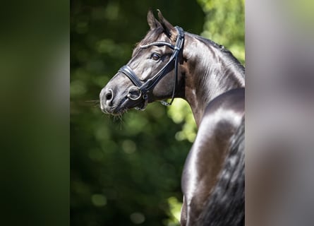 Westfaliano, Semental, 12 años, 173 cm, Negro