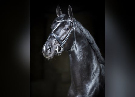 Koń hanowerski, Ogier, 15 lat, 169 cm, Kara