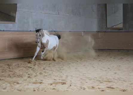 Paint Horse, Étalon, 9 Ans, 150 cm, Tobiano-toutes couleurs