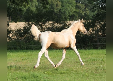 Demi-sang arabe, Étalon, 1 Année, 162 cm, Palomino