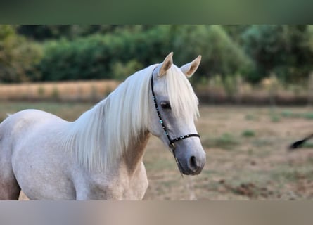 Demi-sang arabe Croisé, Étalon, 2 Ans, 131 cm, Gris