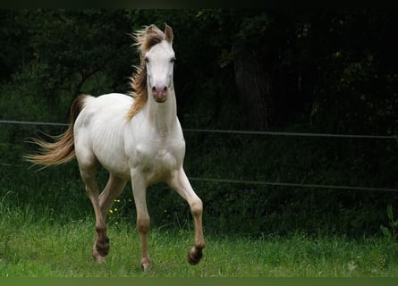 Demi-sang arabe, Étalon, 2 Ans, 158 cm, Champagne