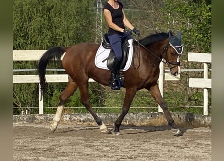 Demi-sang arabe, Hongre, 12 Ans, 154 cm, Bai