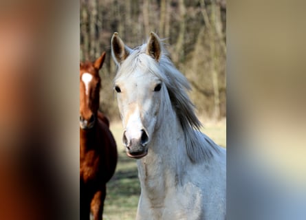 Demi-sang arabe, Hongre, 3 Ans, 154 cm, Palomino