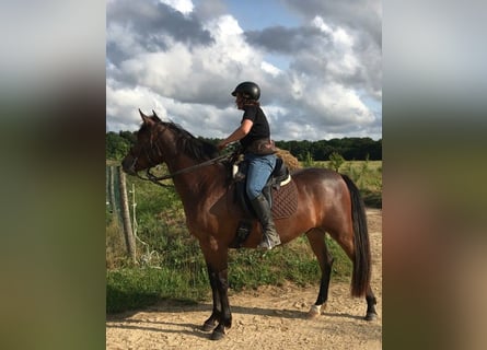 Demi-sang arabe, Hongre, 3 Ans, 157 cm, Bai