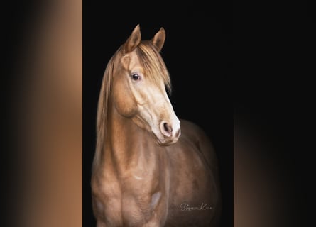 Demi-sang arabe, Jument, 13 Ans, 153 cm, Champagne