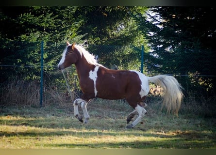 Demi-sang arabe, Jument, 14 Ans, 148 cm, Tobiano-toutes couleurs