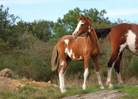 Demi-sang arabe, Jument, Poulain (01/2024), 157 cm, Tobiano-toutes couleurs