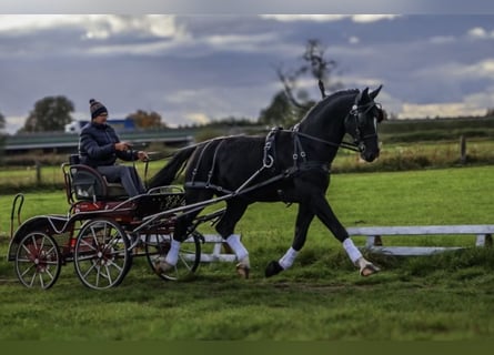 Demi-sang polonais, Étalon, 8 Ans, 167 cm, Noir