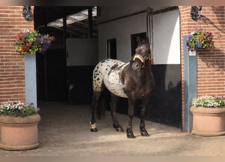 Demi-sang polonais, Hongre, 2 Ans, 159 cm, Léopard