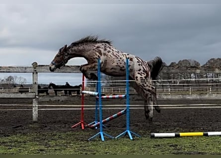 Demi-sang polonais, Hongre, 3 Ans, 165 cm, Léopard