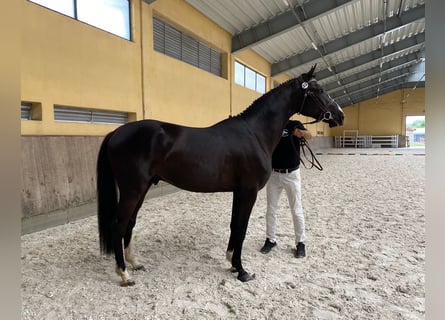 Demi-sang polonais, Hongre, 3 Ans, 165 cm, Noir